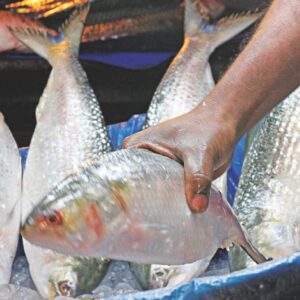 hilsa fish